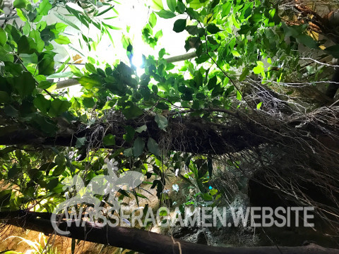 Ficus Benjamina