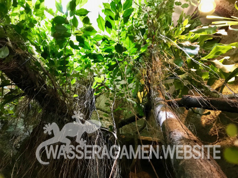 Ficus benjamina