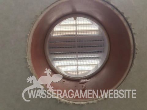 Wasserarmen Terrarium