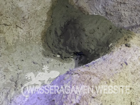 Wasserarmen Terrarium