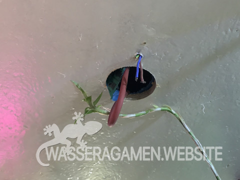 Wasserarmen Terrarium
