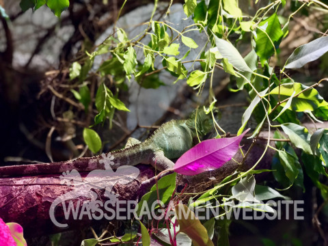 Wasserarmen Terrarium