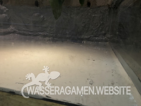 Wasserarmen Terrarium