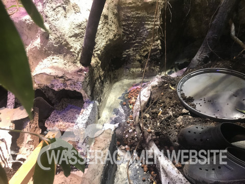 Wasserarmen Terrarium