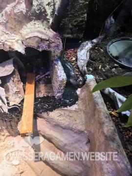 Wasserarmen Terrarium