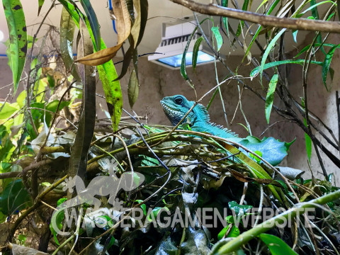 Wasserarmen Terrarium