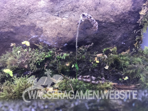 moose ewiges Terrarium