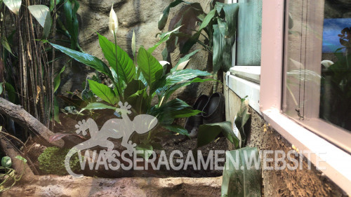 Spathiphyllum