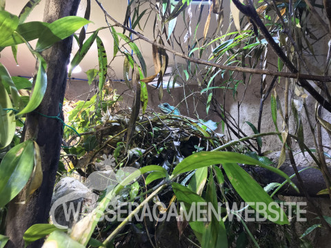 Wasseragamen Männchen