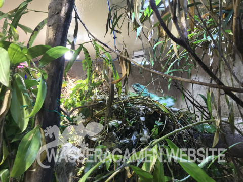 Wasseragamen Männchen