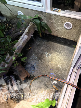 Wasserbecken Wasseragamen- Terrarium