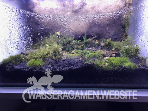 Ewiges Terrarium 30.08.2017