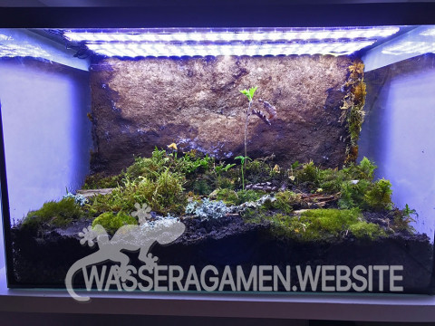 ewiges terrarium 