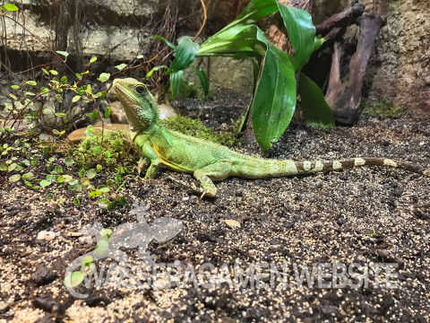 Wasseragamen Weibchen nach der Renovierung 03.09.2017