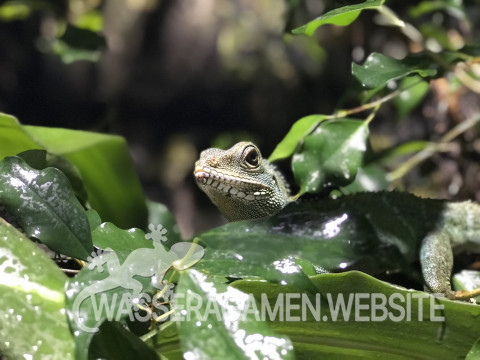 Wasseragamen Weibchen 