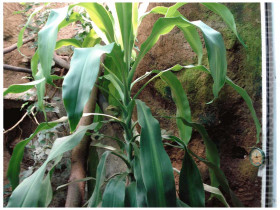 Yucca Palme