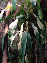 Yucca Palme Wasseragamen Terrarium