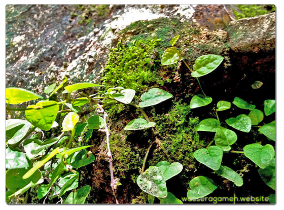 Hypertufa | Ficus Pumila