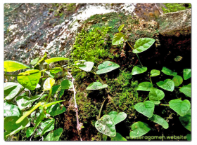 Hypertufa | Ficus Pumila