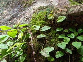 Ficus Pumila | Hypertufa Moose