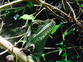 Grüne Wasseragame Weibchen