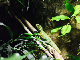 Grüne Wasseragame (Physignathus cocincinus) Weibchen