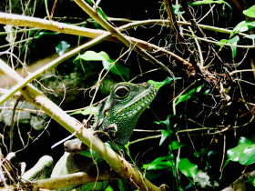 Grüne Wasseragame (Physignathus cocincinus) Weibchen 