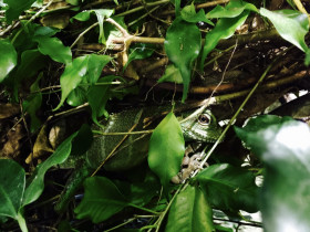 Grüne Wasseragame (Physignathus cocincinus) Weibchen 0.1