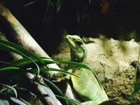 Grüne Wasseragame (Physignathus cocincinus) Weibchen 0.1