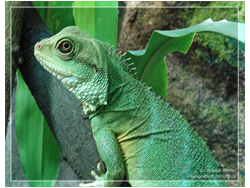 Ph.cocincinus Weibchen