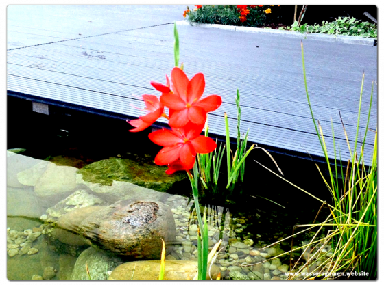 Rote Wasserlilie