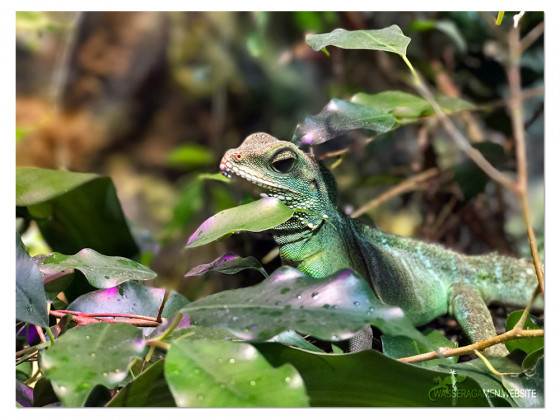 Ficus Benjamin - grüne Wasseragame