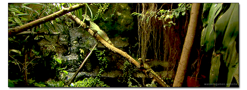 Das Terrarium - Grüne Wasseragame