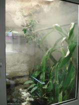 Nebler im Wasseragamen Terrarium