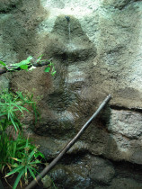 Wasserfall im Wasseragamen Terrarium 