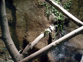 Wasserfall im Wasseragamen Terrarium